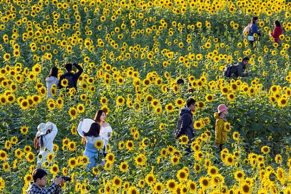 Sunflowers Light Up Autumn: South Asia’s Golden Blooming Season 🌻 Sunflower blossoms shine in the gold of autumn