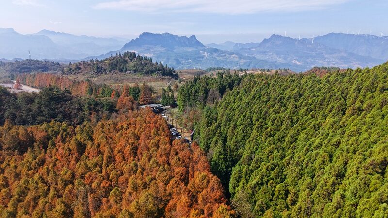 The_dual-color_forest_in_Chongqings_ecopark - Namaste Headlines The 'dual-color forest' in Chongqing's ecopark