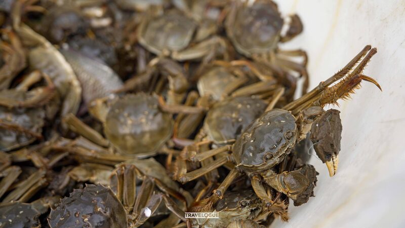 This_is_where_they_raise_some_of_Chinas_most_prized_crabs - Namaste Headlines This is where they raise some of China's most prized crabs