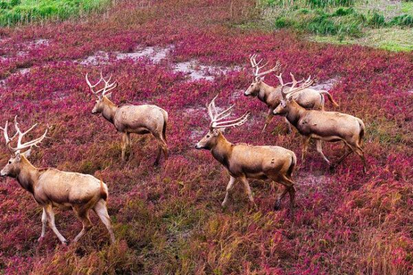 Tiaozini Wetland Park - a wonderland in Jiangsu