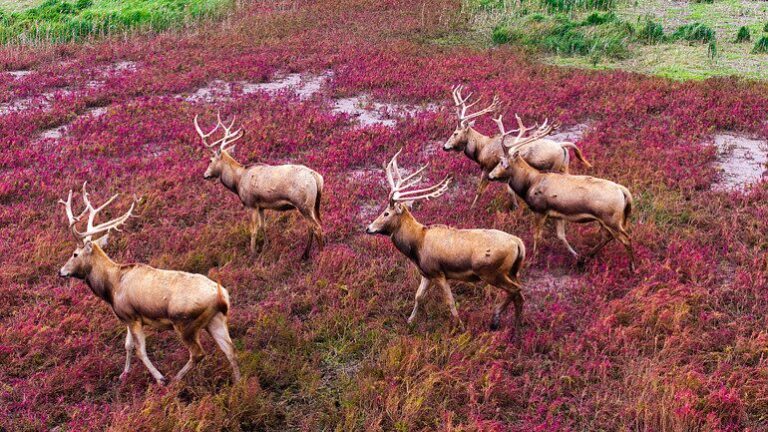 Tiaozini Wetland Park - a wonderland in Jiangsu