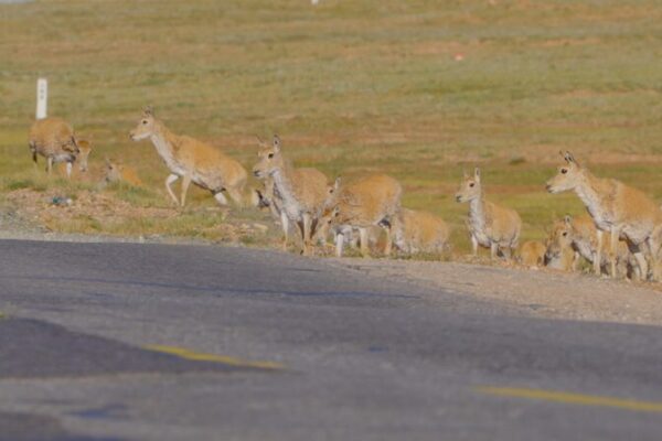 🐐 Tibetan Antelopes Get VIP Treatment Crossing Hoh Xil Highways! Tibetan antelopes guided safely through Hoh Xil's highways