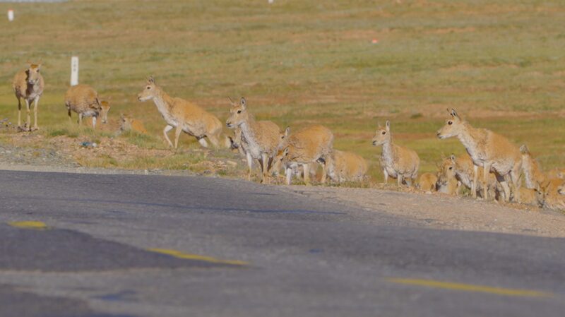 Tibetan antelopes guided safely through Hoh Xil's highways