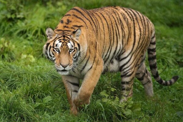 Big Cat Comeback: Tigers and Leopards Thrive in Northeast China Tiger and leopard park in northeast China sees species flourish