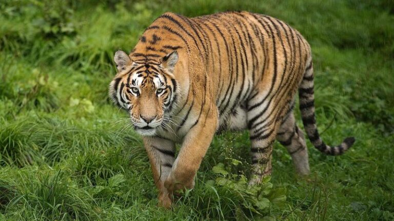 Tiger_and_leopard_park_in_northeast_China_sees_species_flourish - Namaste Headlines Tiger and leopard park in northeast China sees species flourish
