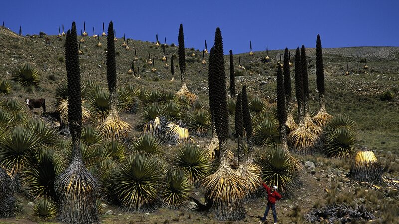 Treasure_plant_drives_China-Peru_cooperation_to_protect_biodiversity - Namaste Headlines 'Treasure' plant drives China-Peru cooperation to protect biodiversity