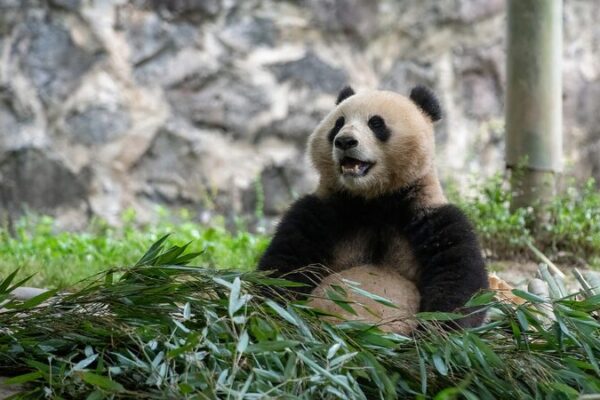 Giant Pandas Begin 10-Year Adventure in the US 🐼✈️ Two giant pandas depart from China for 10-year stay in U.S.