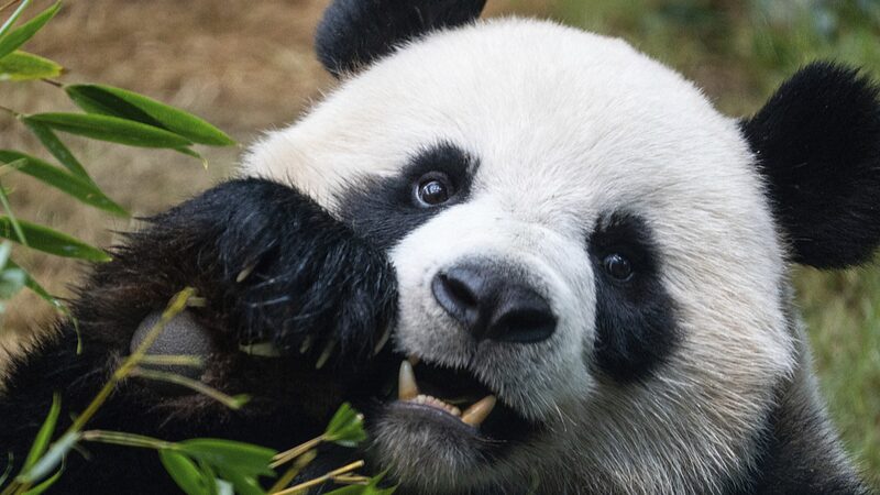 Two_new_pandas_set_to_meet_the_public_in_Hong_Kong - Namaste Headlines Two new pandas set to meet the public in Hong Kong