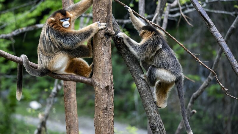 UN_Tourism_hosts_photo_exhibition_on_Chinas_wildlife - Namaste Headlines UN Tourism hosts photo exhibition on China's wildlife