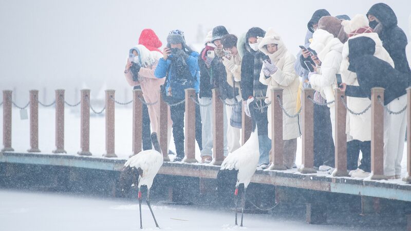 Visitors_admire_red-crowned_cranes_amid_snowfall_in_Heilongjiang - Namaste Headlines Visitors admire red-crowned cranes amid snowfall in Heilongjiang