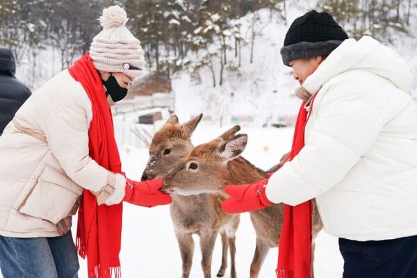 Chillin’ in China’s Northeast: Winter Fun in the Forests! ❄️🌲 Visitors enjoy winter fun in the forests of northeast China