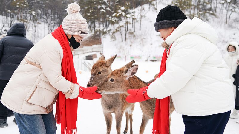 Visitors enjoy winter fun in the forests of northeast China