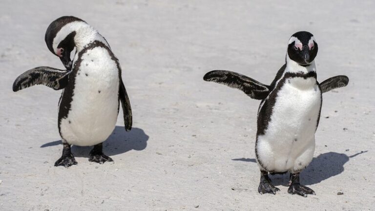 WWF: Africa's wildlife population declines by 76% since 1970