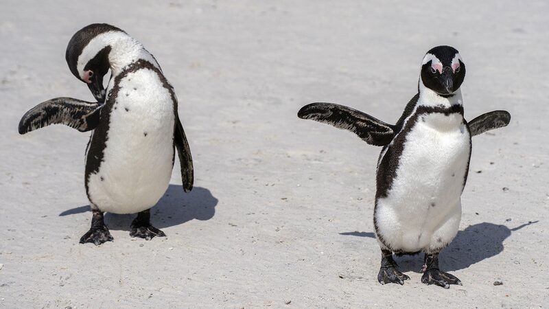 WWF: Africa's wildlife population declines by 76% since 1970