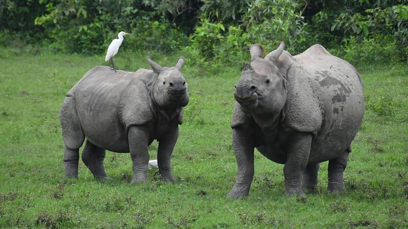 WWF: Wildlife populations plunge 73% since 1970