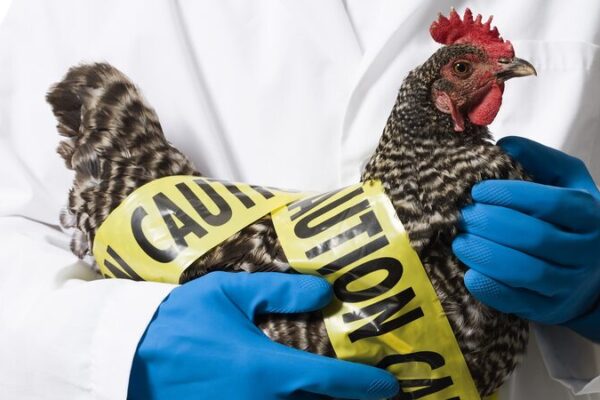 Australia’s Wild Birds to Get Vaccinated Against Deadly H5N1 Bird Flu 🦜💉 Wild Australian species to be vaccinated against deadly H5N1 bird flu