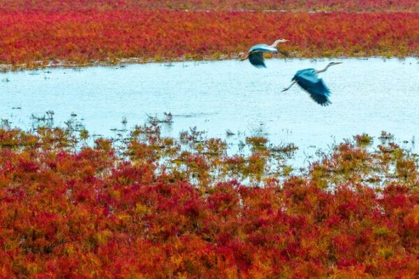 Wild Elk Sprint Across Tiaozini’s Stunning ‘Red Carpet’ Wetlands Wild elk run the 'red carpet' in the Tiaozini Wetlands