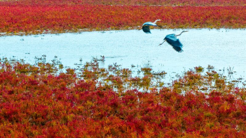 Wild_elk_run_the_red_carpet_in_the_Tiaozini_Wetlands - Namaste Headlines Wild elk run the 'red carpet' in the Tiaozini Wetlands