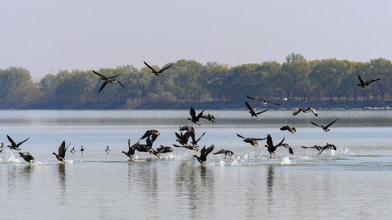 Wild_geese_migrate_to_central_China_for_overwintering - Namaste Headlines Wild geese migrate to central China for overwintering
