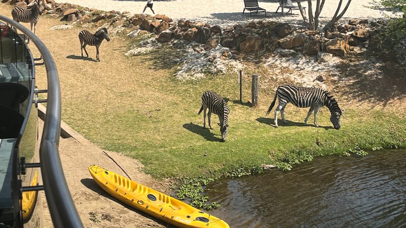 Wildlife_thrives_in_nature_conservancy_outside_Johannesburg - Namaste Headlines Wildlife thrives in nature conservancy outside Johannesburg