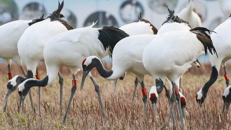 Wildlife_thrives_in_winter_habitat_at_east_China_wetlands - Namaste Headlines Wildlife thrives in winter habitat at east China wetlands