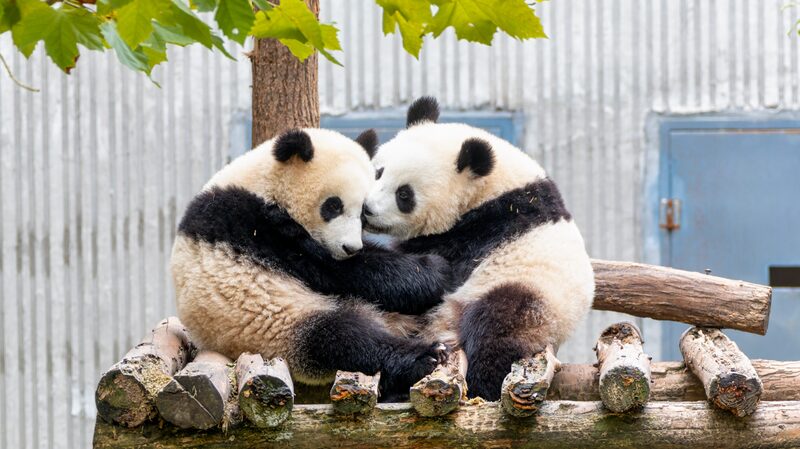 Winter warmth: Giant panda cubs share cozy cuddles at Sichuan base