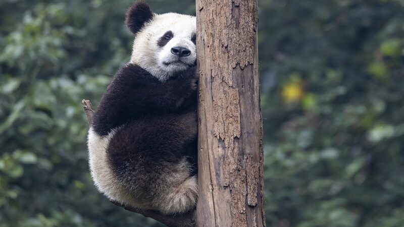 Worlds_captive_panda_population_hits_757 - Namaste Headlines World's captive panda population hits 757