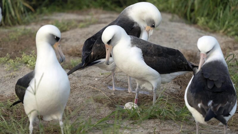 World's oldest-known albatross lays an egg in Hawaii at age 74