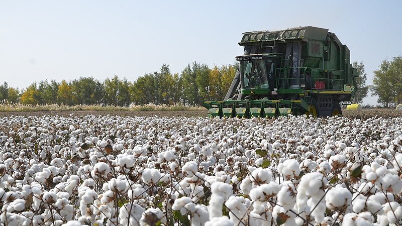 Xinjiangs_cotton_output_grows_in_2024 - Namaste Headlines Xinjiang's cotton output grows in 2024