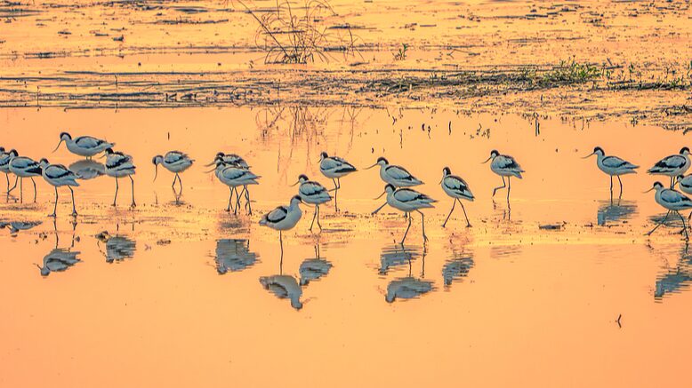 Zhejiang_wetland_offers_a_haven_for_wildlife - Namaste Headlines Zhejiang wetland offers a haven for wildlife