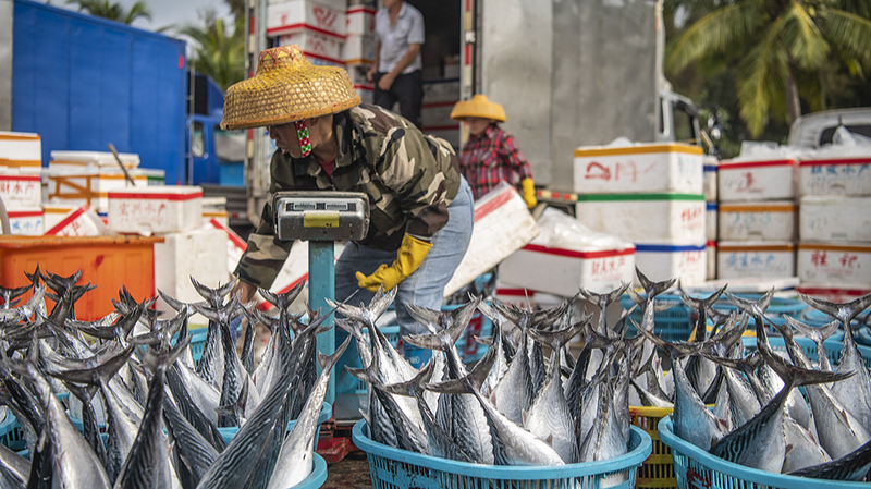 7RAQ7D3JFG6CED31N0EI - Namaste Headlines Hainan’s Spring Fishing Bonanza