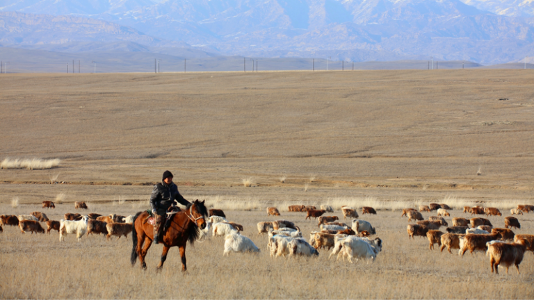 Altay_s_Pastures_Buzz_with_1M__Grazing_Livestock