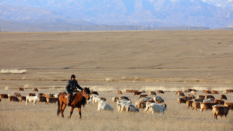 Altay_s_Pastures_Buzz_with_1M__Grazing_Livestock
