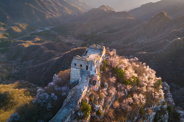 Apricot Blossoms Transform Jiankou: A Springtime Wonder Apricot_Blossoms_Transform_Jiankou__A_Springtime_Wonder