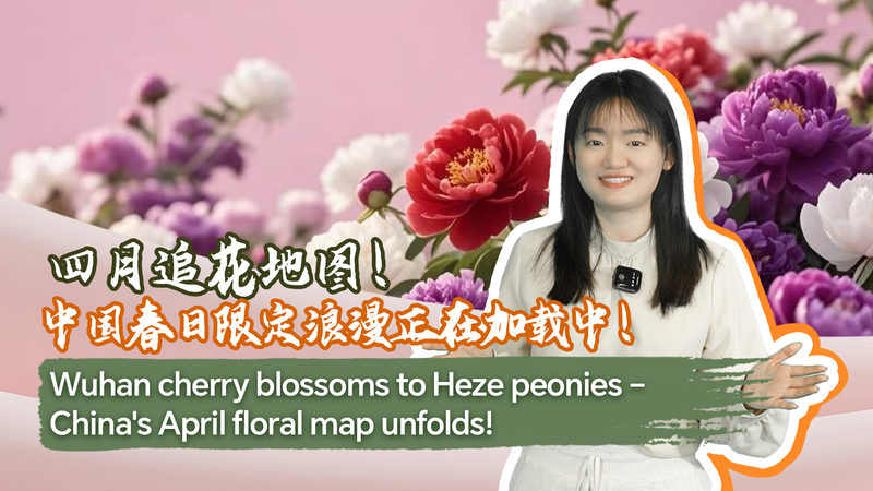April_in_Bloom__Wuhan_Cherry_Blossoms___Heze_Peonies video poster