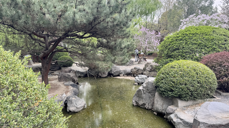 Beijing_s_Shuangxiu_Park__A_Blossoming_Tale_of_Cultural_Harmony video poster