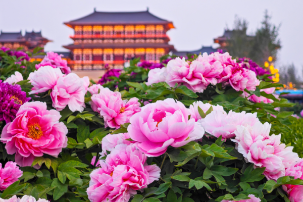Blooming Peonies in Luoyang: A Timeless Floral Fiesta Blooming_Peonies_in_Luoyang__A_Timeless_Floral_Fiesta