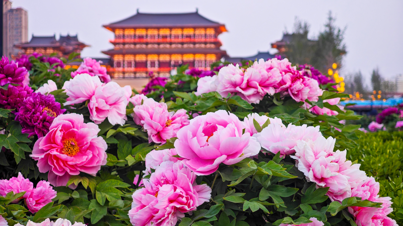 Blooming_Peonies_in_Luoyang__A_Timeless_Floral_Fiesta - Namaste Headlines Blooming_Peonies_in_Luoyang__A_Timeless_Floral_Fiesta