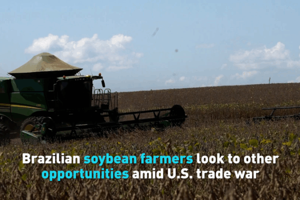 Brazilian Soybean Exports Find New Market in China Brazilian_Soybean_Exports_Find_New_Market_in_China video poster