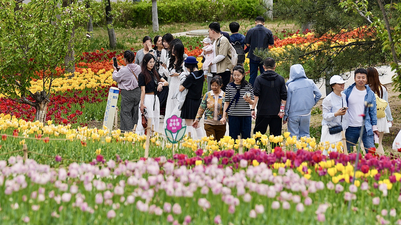 Tulip Wonderland Blooms at Taiyuan’s Jinyang Lake Park video poster