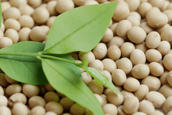 China Halts U.S. Soybean & Corn Imports Amid Trade Shakeup China_Halts_U_S__Soybean___Corn_Imports_Amid_Trade_Shakeup