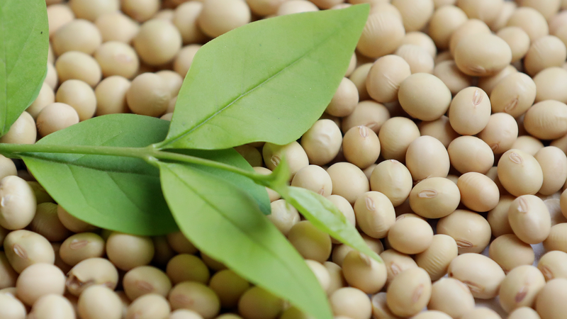 China_Halts_U_S__Soybean___Corn_Imports_Amid_Trade_Shakeup - Namaste Headlines China_Halts_U_S__Soybean___Corn_Imports_Amid_Trade_Shakeup