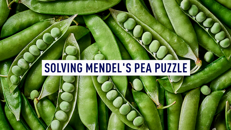 China_UK_Team_Cracks_Mendel_s_Pea_Plant_Code_poster - Namaste Headlines China_UK_Team_Cracks_Mendel_s_Pea_Plant_Code video poster