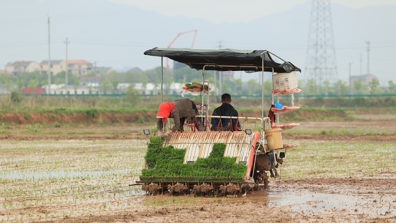 China_s_Grain_Output_Set_to_Hit_709_Million_Tonnes_in_2025 - Namaste Headlines China_s_Grain_Output_Set_to_Hit_709_Million_Tonnes_in_2025
