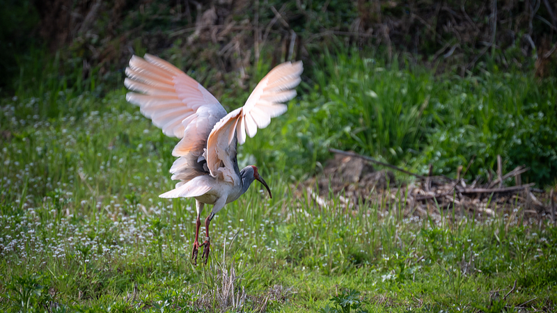 Crested Ibis Comeback: The Oriental Gem Soars Again Crested_Ibis_Comeback__The_Oriental_Gem_Soars_Again video poster