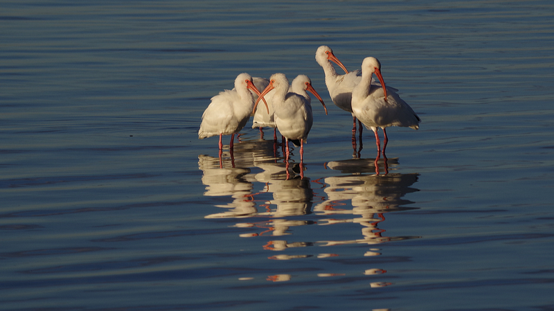Crested Ibis Makes a Majestic Comeback in China Crested_Ibis_Makes_a_Majestic_Comeback_in_China video poster