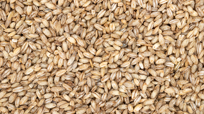 DHNKAHA56EX2LN0JKHX0 - Namaste Headlines China's Space Barley: Breaking Boundaries in Agritech 🚀