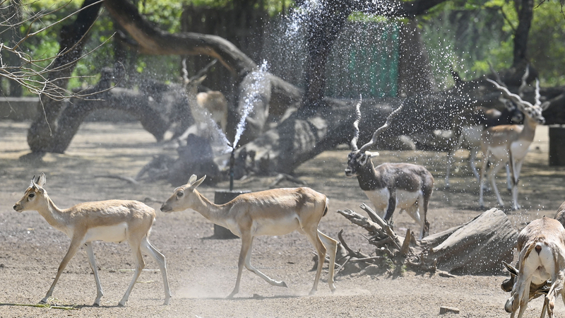 Delhi_Sizzles__Heatwave_Brings_Scorching_Temps_Across_India - Namaste Headlines Delhi_Sizzles__Heatwave_Brings_Scorching_Temps_Across_India