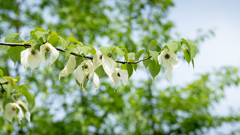 Enchanting_Dove_Tree_Blooms_at_Fanjing_Mountain
