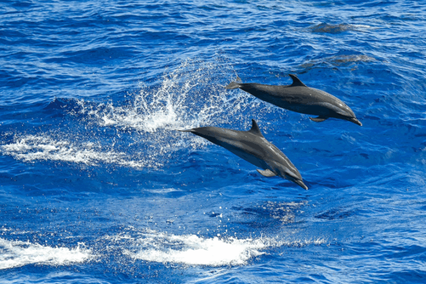 Experts Advocate a Shared Maritime Future Experts_Advocate_a_Shared_Maritime_Future